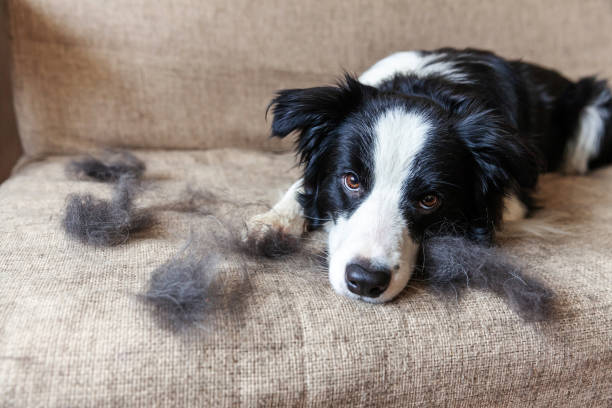 perro y pelos de mascota sobre el sofá