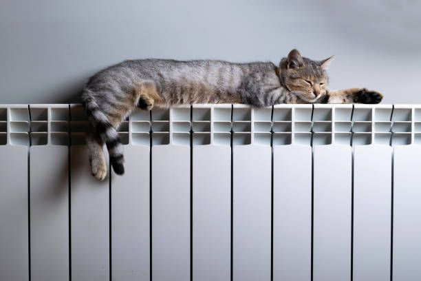 gato sobre radiador