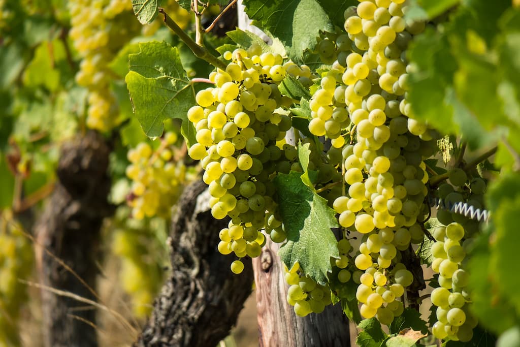 temperatura conservacion vino blanco vinoteca